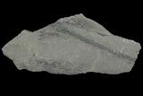 Pennsylvanian Fossil Plant (Lycopodites) Plate - Kentucky #136774-1